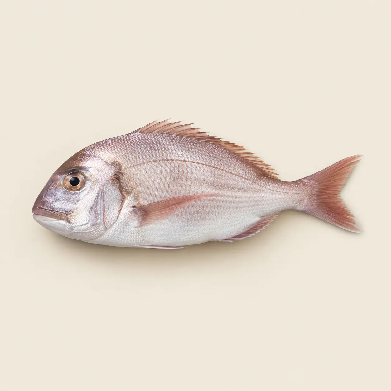 Pageot Brika (prix/kg)