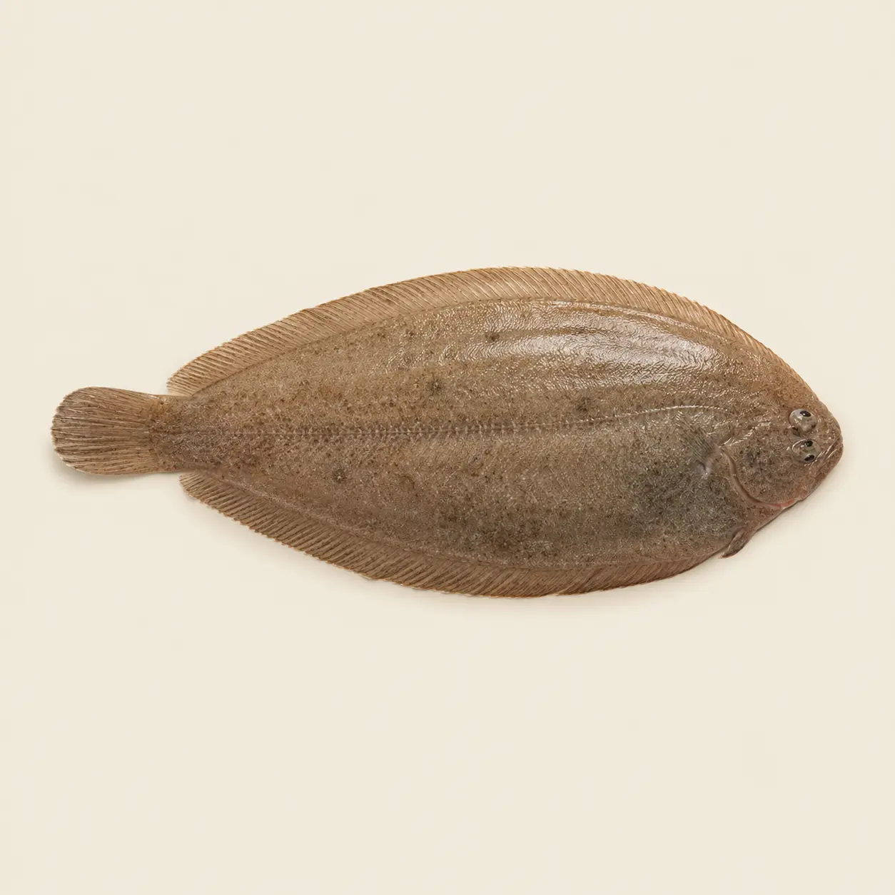 Sole Mer (prix/kg)