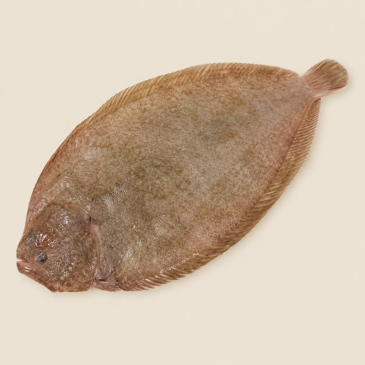 Sole Robio (prix/kg)