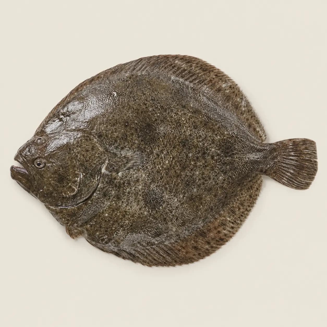 Turbo (prix/kg)